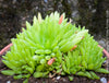 Haworthia Kikuhigasa, plant family, organically grown low maintenance succulent plants for sale at TOMs FLOWer CLUB.