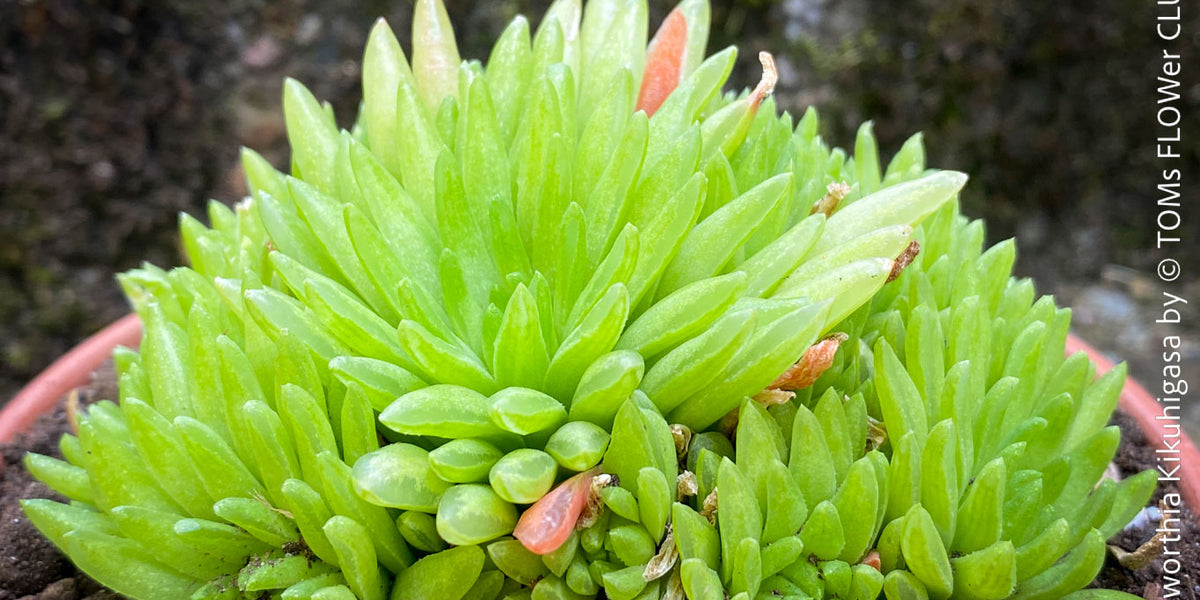 haworthia succulent flowering Haworthia Kikuhigasa | organically grown succulent plants