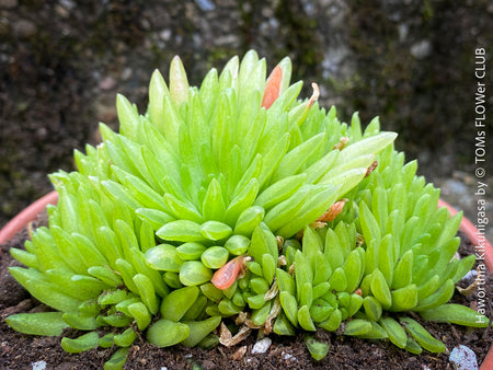 Haworthia Kikuhigasa, plant family, organically grown low maintenance succulent plants for sale at TOMs FLOWer CLUB.