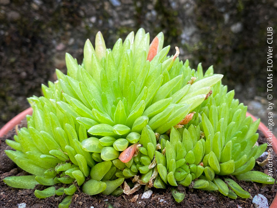 Haworthia Kikuhigasa, plant family, organically grown low maintenance succulent plants for sale at TOMs FLOWer CLUB.