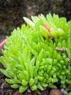 Haworthia Kikuhigasa, plant family, organically grown low maintenance succulent plants for sale at TOMs FLOWer CLUB.