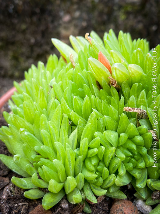 Haworthia Kikuhigasa, plant family, organically grown low maintenance succulent plants for sale at TOMs FLOWer CLUB.