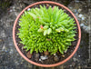 Haworthia Kikuhigasa, plant family, organically grown low maintenance succulent plants for sale at TOMs FLOWer CLUB.