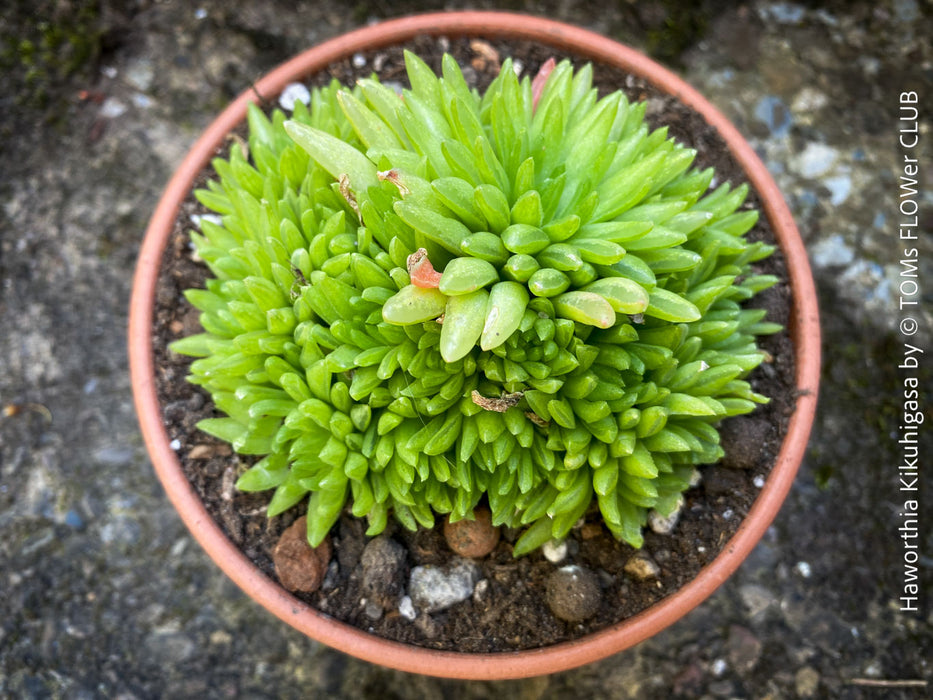 Haworthia Kikuhigasa, plant family, organically grown low maintenance succulent plants for sale at TOMs FLOWer CLUB.