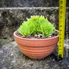 Haworthia Kikuhigasa, plant family, organically grown low maintenance succulent plants for sale at TOMs FLOWer CLUB.