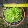 Haworthia Kikuhigasa, plant family, organically grown low maintenance succulent plants for sale at TOMs FLOWer CLUB.
