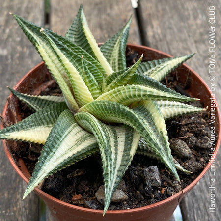 Haworthia Limifolia Aurea Variegata, organically grown succulent plants for sale at TOMs FLOWer CLUB.