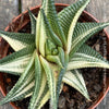 Haworthia Limifolia Aurea Variegata, organically grown succulent plants for sale at TOMs FLOWer CLUB.