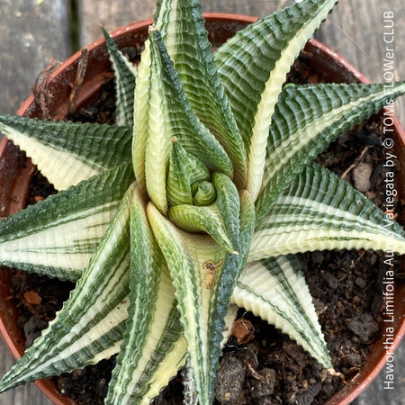 Haworthia Limifolia Aurea Variegata, organically grown succulent plants for sale at TOMs FLOWer CLUB.