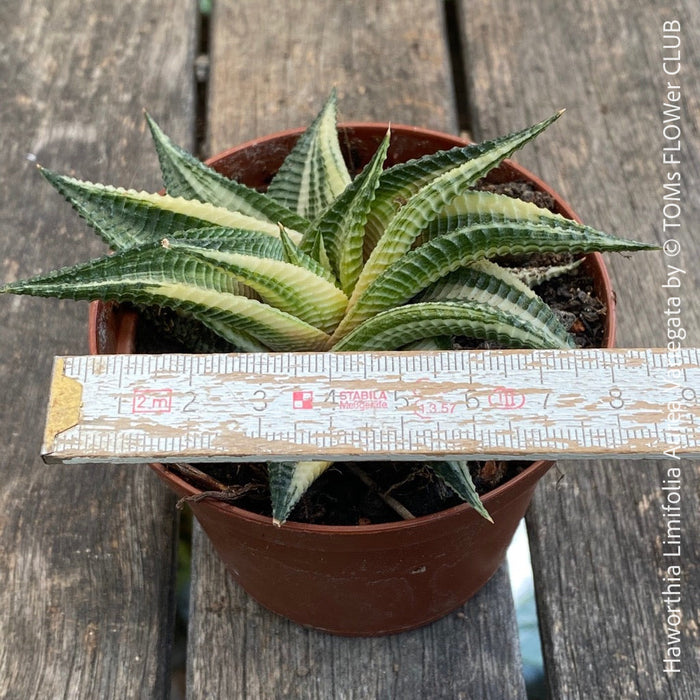 Haworthia Limifolia Aurea Variegata, organically grown succulent plants for sale at TOMs FLOWer CLUB.