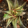 Haworthia Limifolia Aurea Variegata, organically grown succulent plants for sale at TOMs FLOWer CLUB.
