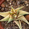 Propagated Haworthia Limifolia Aurea Variegata, organically grown succulent plants for sale at TOMs FLOWer CLUB.