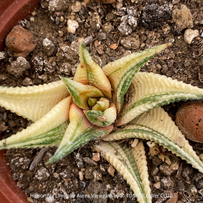 Propagated Haworthia Limifolia Aurea Variegata, organically grown succulent plants for sale at TOMs FLOWer CLUB.