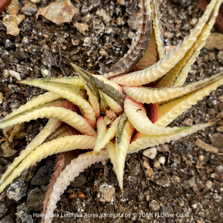 Collection plant Haworthia Limifolia Aurea Variegata, organically grown succulent plants for sale at TOMs FLOWer CLUB.