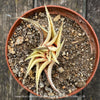Stunning Haworthia Limifolia Aurea Variegata, organically grown succulent plants for sale at TOMs FLOWer CLUB.