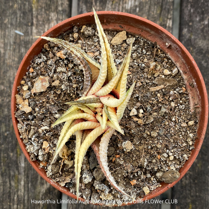 Stunning Haworthia Limifolia Aurea Variegata, organically grown succulent plants for sale at TOMs FLOWer CLUB.