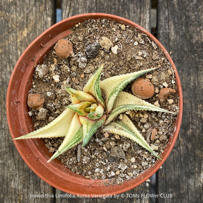 Haworthia Limifolia Aurea Variegata, organically grown succulent plants for sale at TOMs FLOWer CLUB.