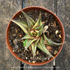 Haworthia Limifolia Aurea Variegata, organically grown succulent plants for sale at TOMs FLOWer CLUB.