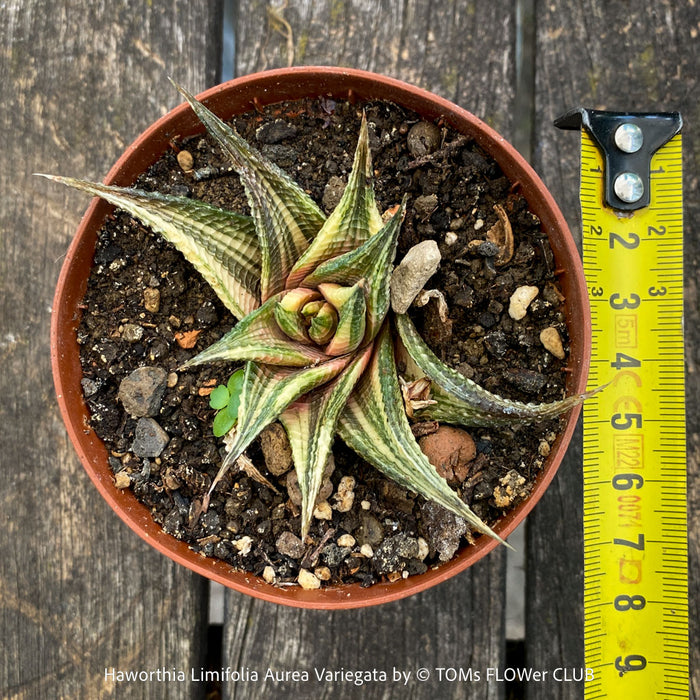 Sun loving Haworthia Limifolia Aurea Variegata, organically grown succulent plants for sale at TOMs FLOWer CLUB.