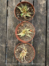 Collection of Haworthia Limifolia Aurea Variegata, organically grown succulent plants for sale at TOMs FLOWer CLUB.