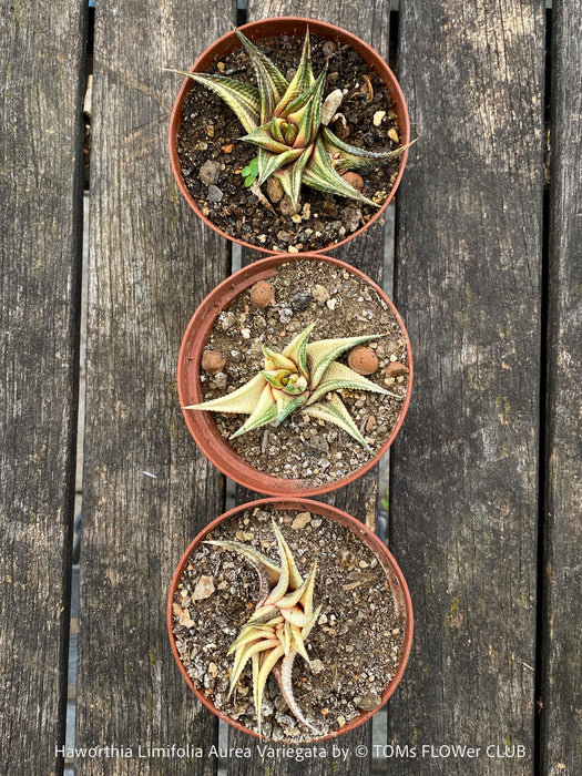 Collection of Haworthia Limifolia Aurea Variegata, organically grown succulent plants for sale at TOMs FLOWer CLUB.