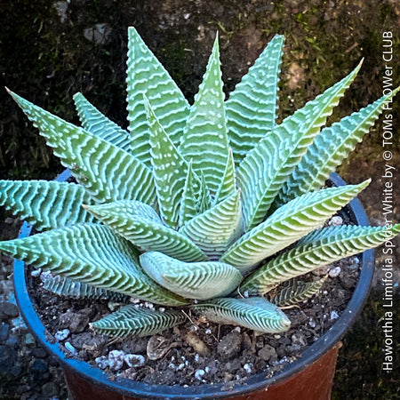 Haworthia Limifolia Spider White, organically grown low maintenance succulent plants for sale at TOMs FLOWer CLUB.