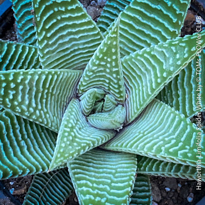 spider white succulent Haworthia Limifolia Spider White | organically grown succulent plants