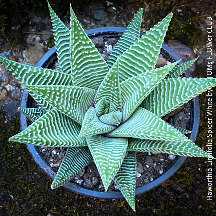 Haworthia Limifolia Spider White, organically grown low maintenance succulent plants for sale at TOMs FLOWer CLUB.