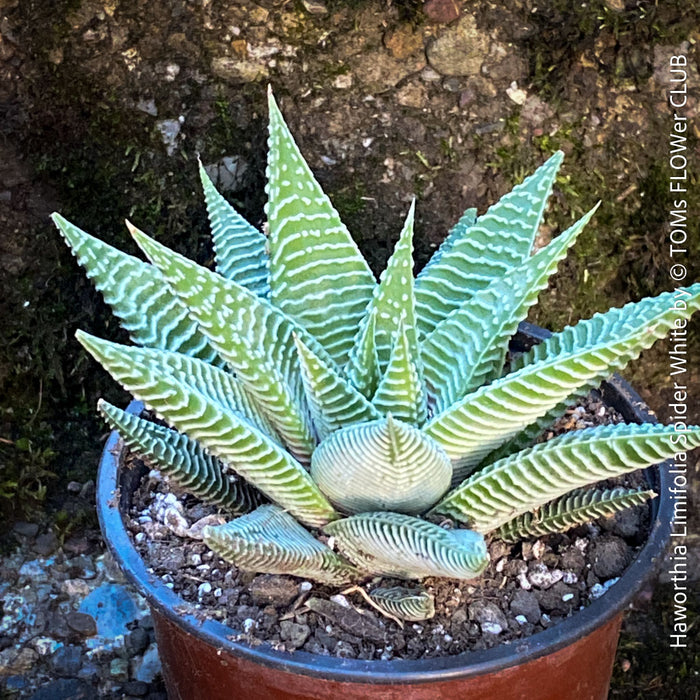 Haworthia Limifolia Spider White, organically grown low maintenance succulent plants for sale at TOMs FLOWer CLUB.