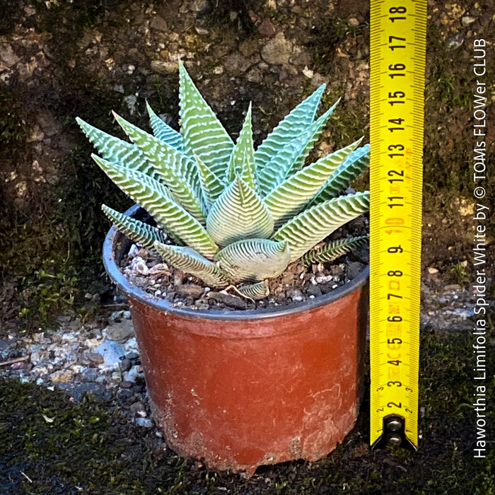 Haworthia Limifolia Spider White, organically grown low maintenance succulent plants for sale at TOMs FLOWer CLUB.