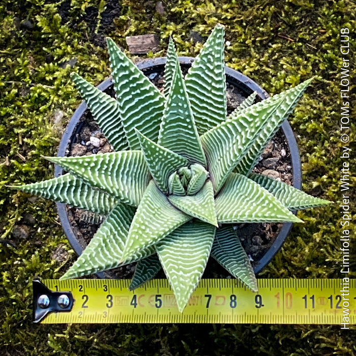 Haworthia Limifolia Spider White, organically grown low maintenance succulent plants for sale at TOMs FLOWer CLUB.