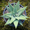 Haworthia Royal Albert Hybride, organically grown low maintenance succulent plants for sale at TOMs FLOWer CLUB.