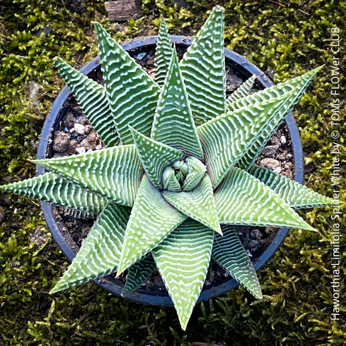 spider plant succulent Haworthia Limifolia Spider White | organically grown succulent plants
