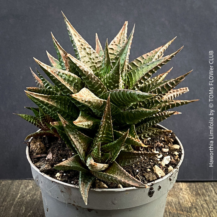 Established Haworthia limifolia plant family from TOMs FLOWer CLUB collection