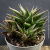 Established Haworthia limifolia plant family from TOMs FLOWer CLUB collection