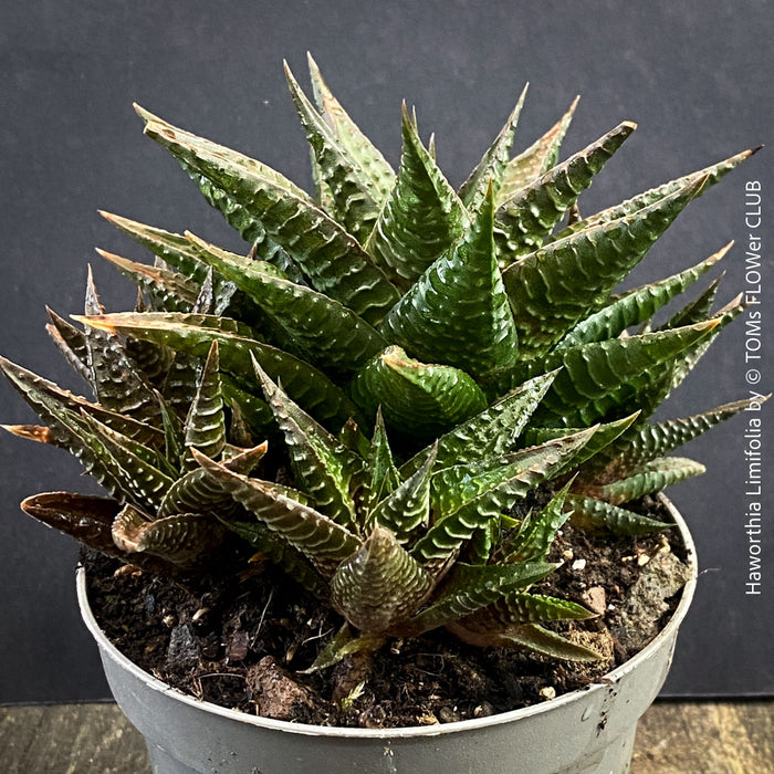 Established Haworthia limifolia plant family from TOMs FLOWer CLUB collection