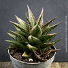 Collector succulent Haworthia limifolia cultivated organically at TOMs FLOWer CLUB