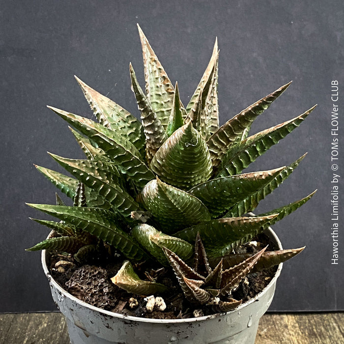 Collector succulent Haworthia limifolia cultivated organically at TOMs FLOWer CLUB