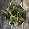 Collector succulent Haworthia limifolia cultivated organically at TOMs FLOWer CLUB