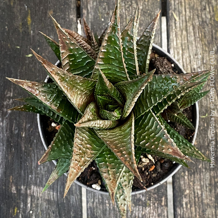 Collector succulent Haworthia limifolia cultivated organically at TOMs FLOWer CLUB
