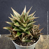 Organically grown Haworthia limifolia in self-mixed succulent substrate