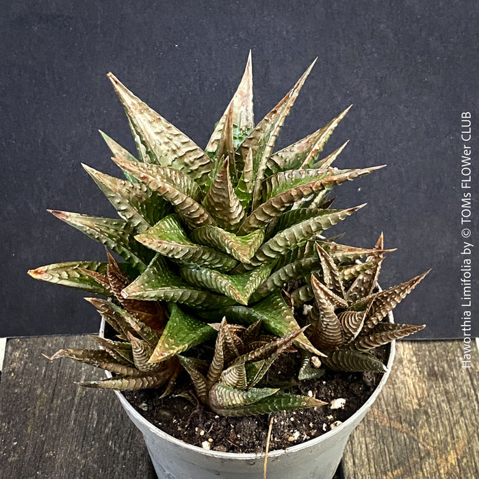 Organically grown Haworthia limifolia in self-mixed succulent substrate