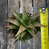 Organically grown Haworthia limifolia in self-mixed succulent substrate