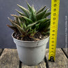 Healthy Haworthia limifolia propagated from division of a mature mother plant