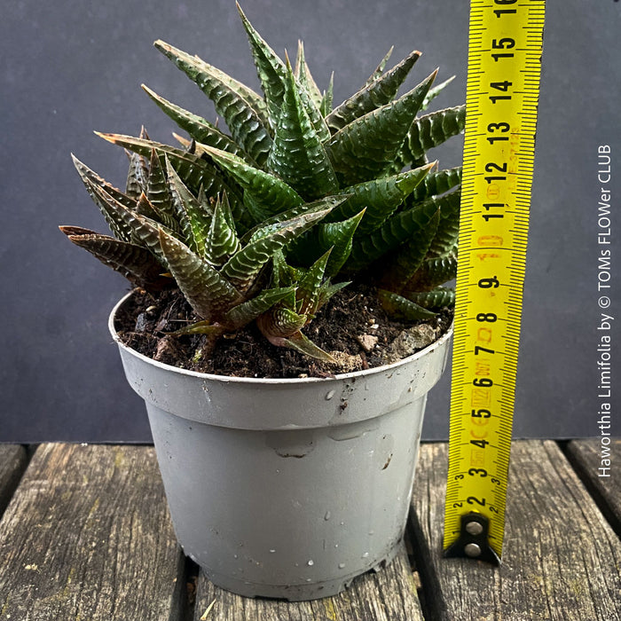 Healthy Haworthia limifolia propagated from division of a mature mother plant