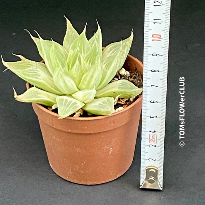 Haworthia magnifica acuminata 'Grey Ghost'- Haworthia retusa, organically grown succulent plants for sale at TOMs FLOWer CLUB.