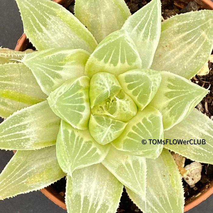 Haworthia magnifica acuminata 'Grey Ghost'- Haworthia retusa, organically grown succulent plants for sale at TOMs FLOWer CLUB.