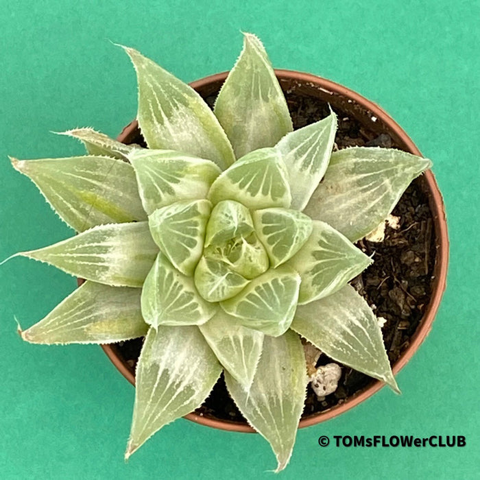 Haworthia magnifica acuminata 'Grey Ghost'- Haworthia retusa, organically grown succulent plants for sale at TOMs FLOWer CLUB.