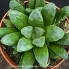 Leaf detail of Haworthia Mutica Byakuya succulent plant with beautifully textured leaves cultivated at TOMs FLOWer CLUB.