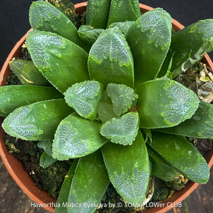 Leaf detail of Haworthia Mutica Byakuya succulent plant with beautifully textured leaves cultivated at TOMs FLOWer CLUB.